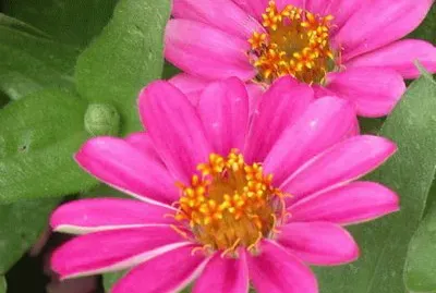 fleur