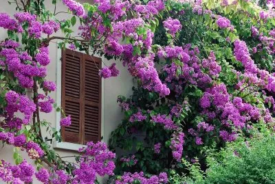 NÂº 684 jigsaw puzzle