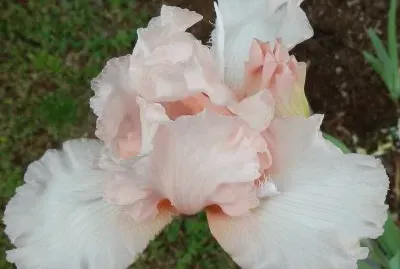 blushing peach iris