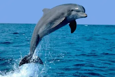 Delfin
