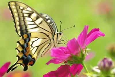 פאזל של Mariposa