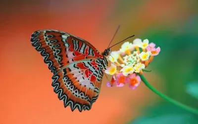 פאזל של Mariposa