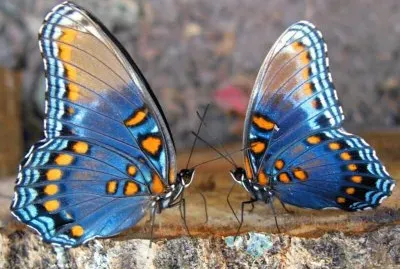 פאזל של Mariposa