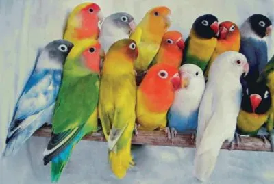 Periquitos