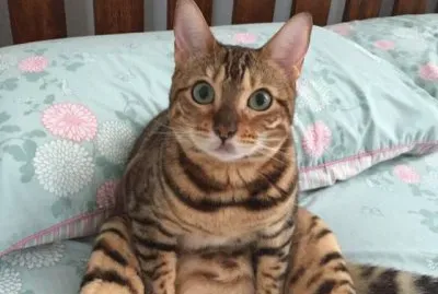 Gato gordo