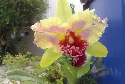 orquÃ­dea