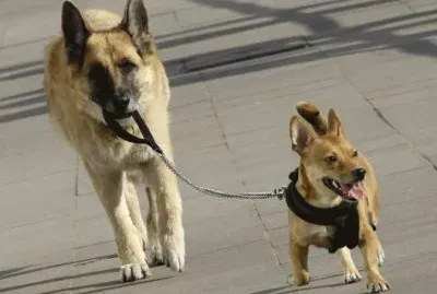 PASEANDO AL PERRITO.