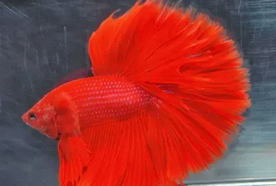 Peces3