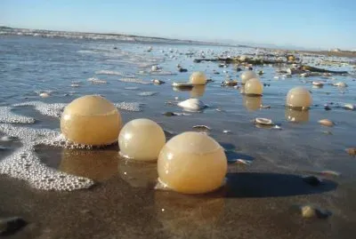 Huevos de caracoles. Costa atlÃ¡ntica argentina