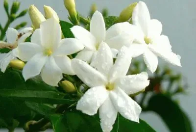 jasmin
