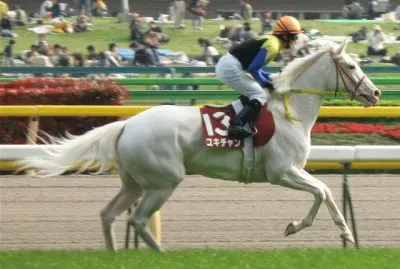 Carrera de caballos