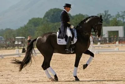 Elegancia equina