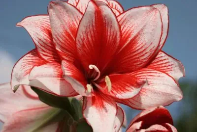 amaryllis