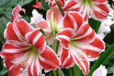amaryllis