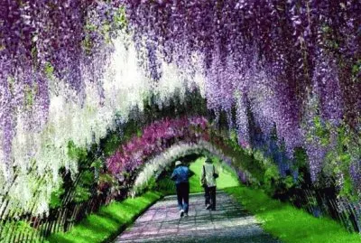 tÃºnel-de-wisteria-en-japÃ³n.
