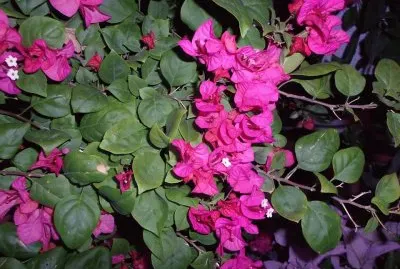 פאזל של Santa Rita