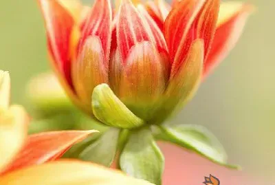 פאזל של flores