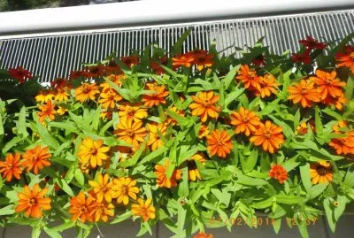 פאזל של Gerbera