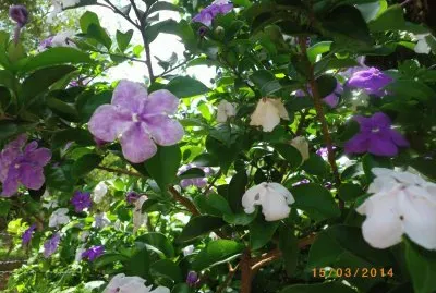 פאזל של ManacÃ¡ da Serra