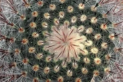 FaraÃ³n jigsaw puzzle