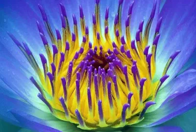 Beautiful Flower