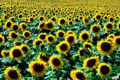 tournesols