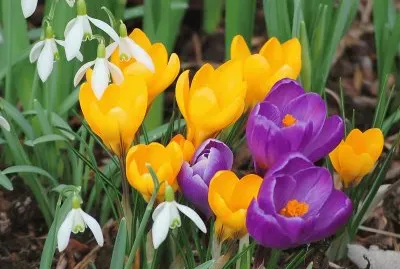 Crocus jigsaw puzzle