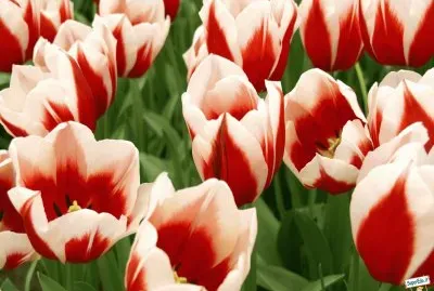 tulipes
