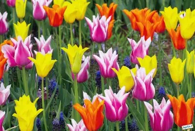 tulipes