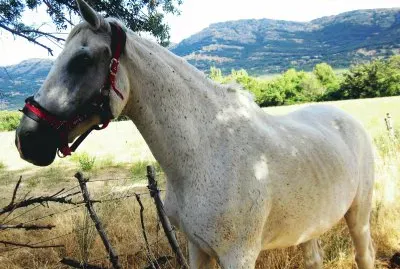 un amigo en el camino