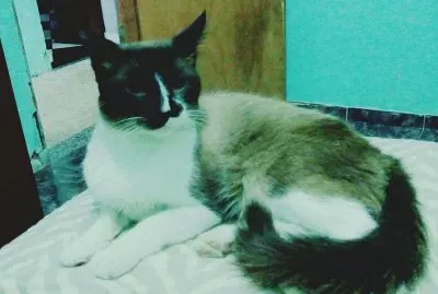 MEU GATO