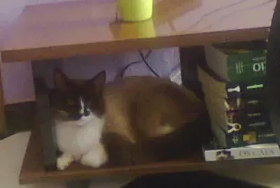 MEU GATO