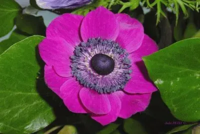 anemone