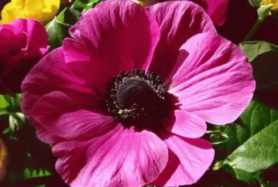 anemone