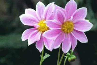 פאזל של flores