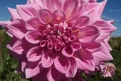 פאזל של flores