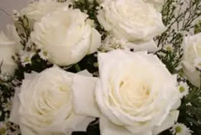 flores