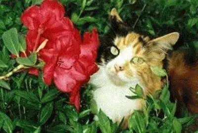 bichinhos de estimaÃ§Ã£o