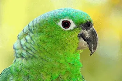 loro de la Amazonia jigsaw puzzle