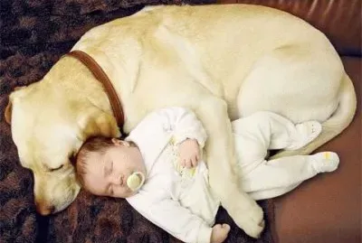 BICHINHOS DE ESTIMAÃ‡ÃƒO