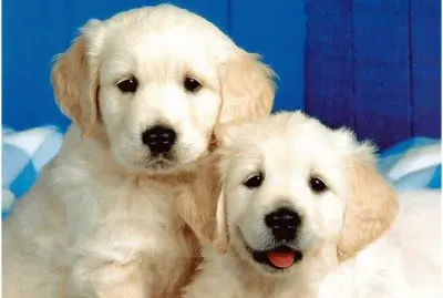 BICHINHOS DE ESTIMAÃ‡ÃƒO