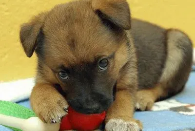 BICHINHOS DE ESTIMAÃ‡ÃƒO