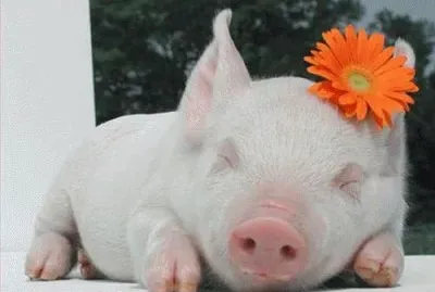 BICHINHOS DE ESTIMAÃ‡ÃƒO