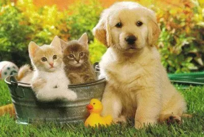 BICHINHOS DE ESTIMAÃ‡ÃƒO