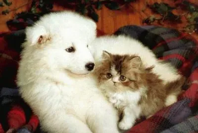 BICHINHOS DE ESTIMAÃ‡ÃƒO