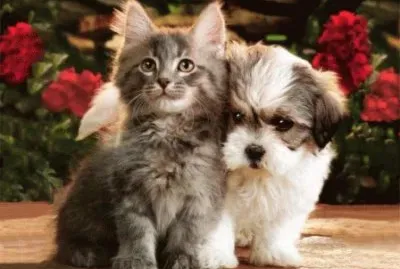 BICHINHOS DE ESTIMAÃ‡ÃƒO