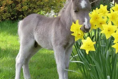 burrinho