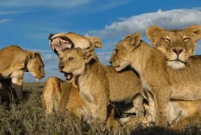 animales
