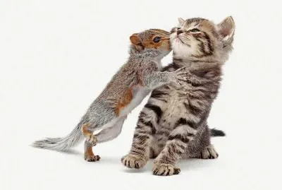 animales