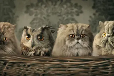 animales